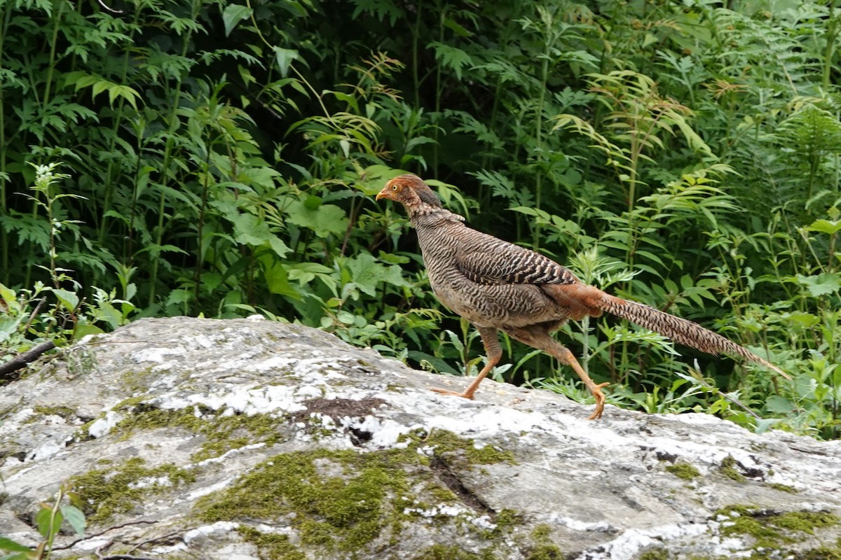 Golden Pheasant - ML621252924