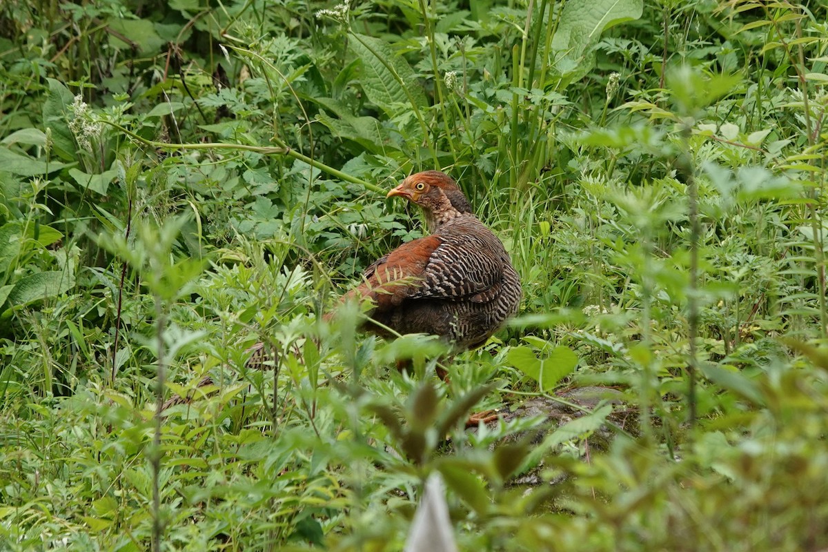 Golden Pheasant - ML621252931