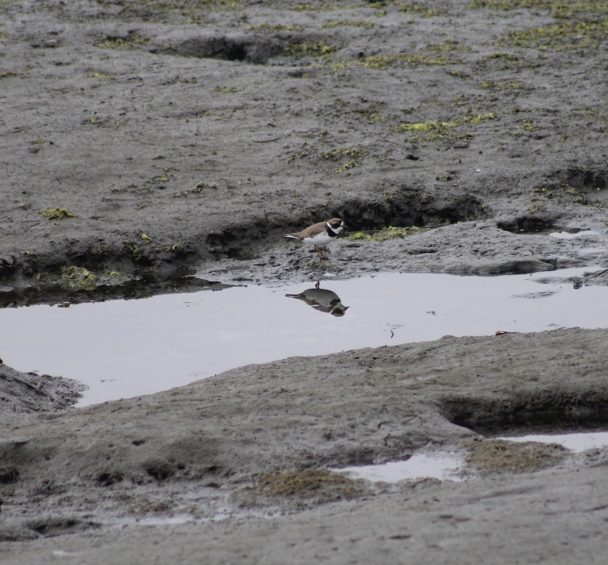 Semipalmated Plover - ML621252970