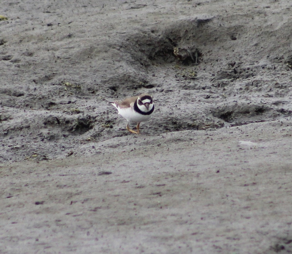 Semipalmated Plover - ML621252973
