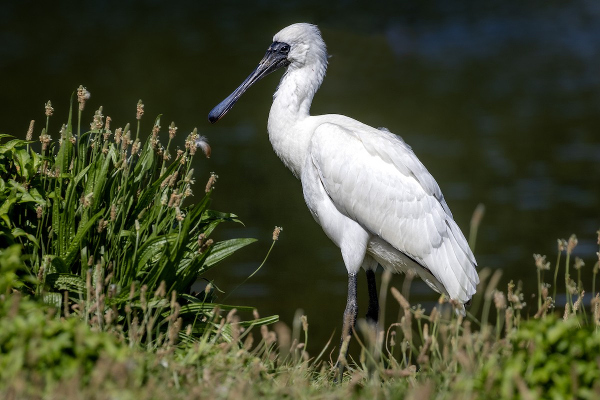 Royal Spoonbill - ML621252981