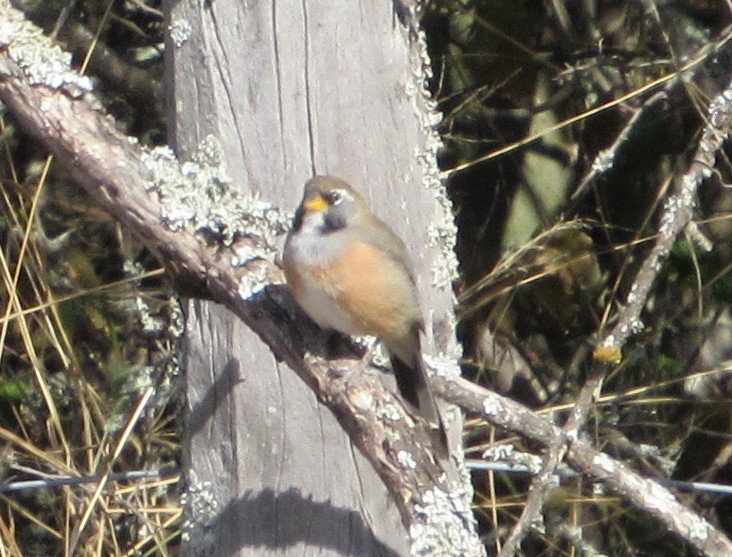 Many-colored Chaco Finch - ML621253121
