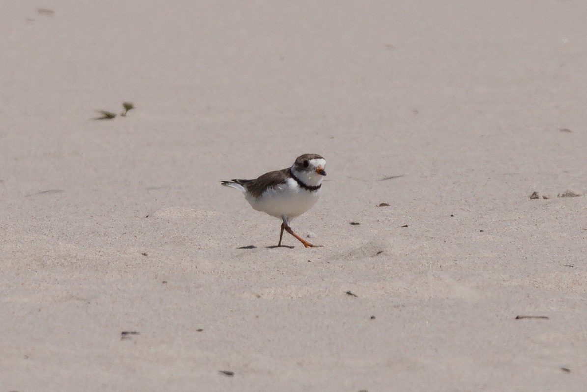 Piping Plover - ML621253127