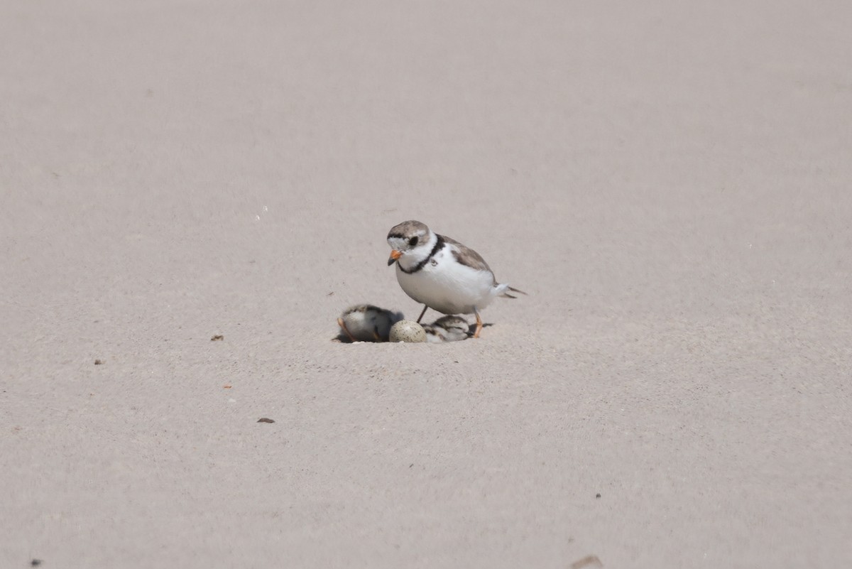 Piping Plover - ML621253131