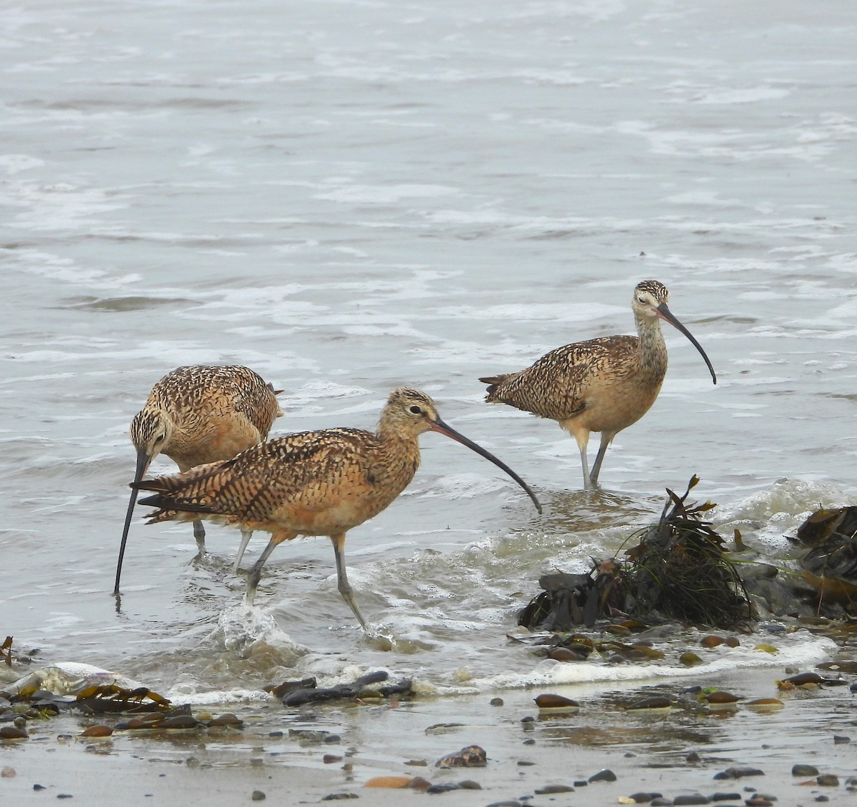 Long-billed Curlew - ML621253141