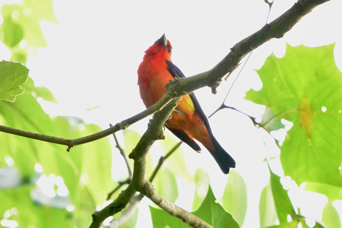 Scarlet Tanager - ML621253148