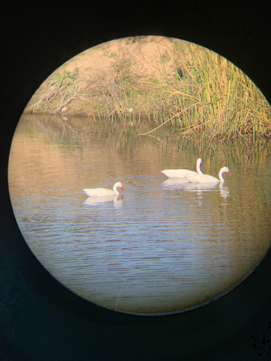 Coscoroba Swan - ML621253157