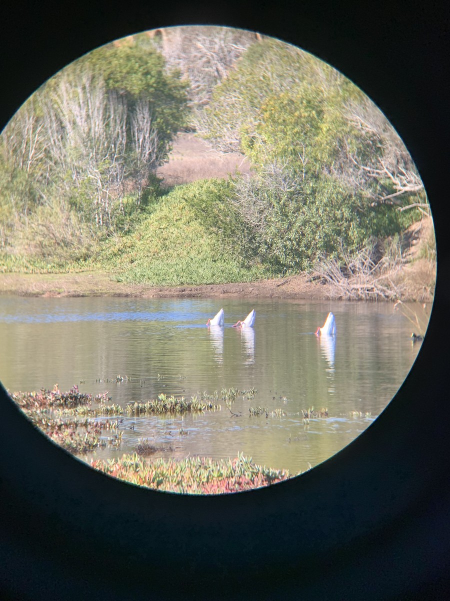 Coscoroba Swan - ML621253159