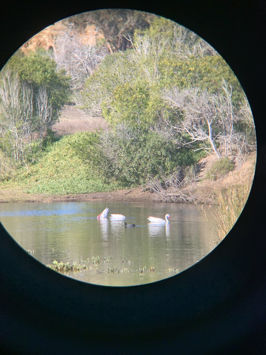 Coscoroba Swan - ML621253161