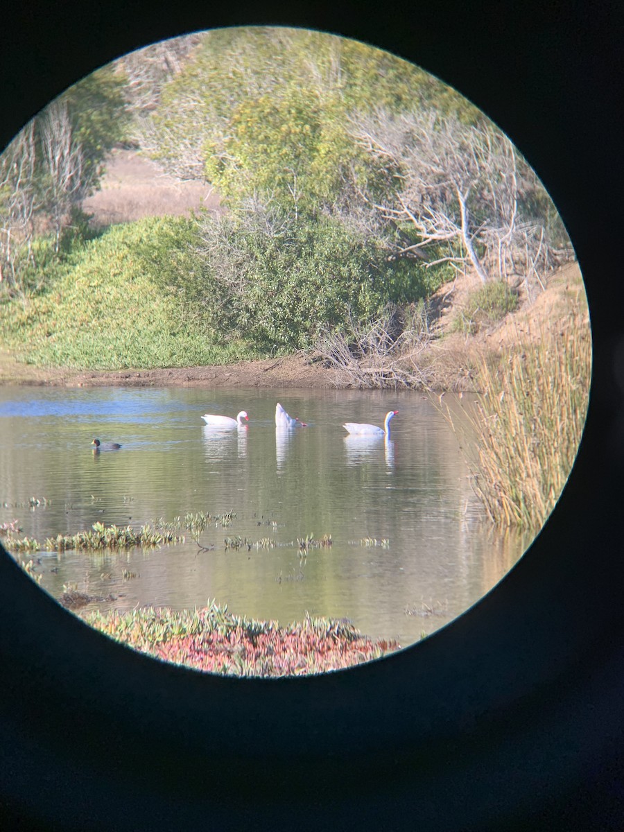 Coscoroba Swan - ML621253162