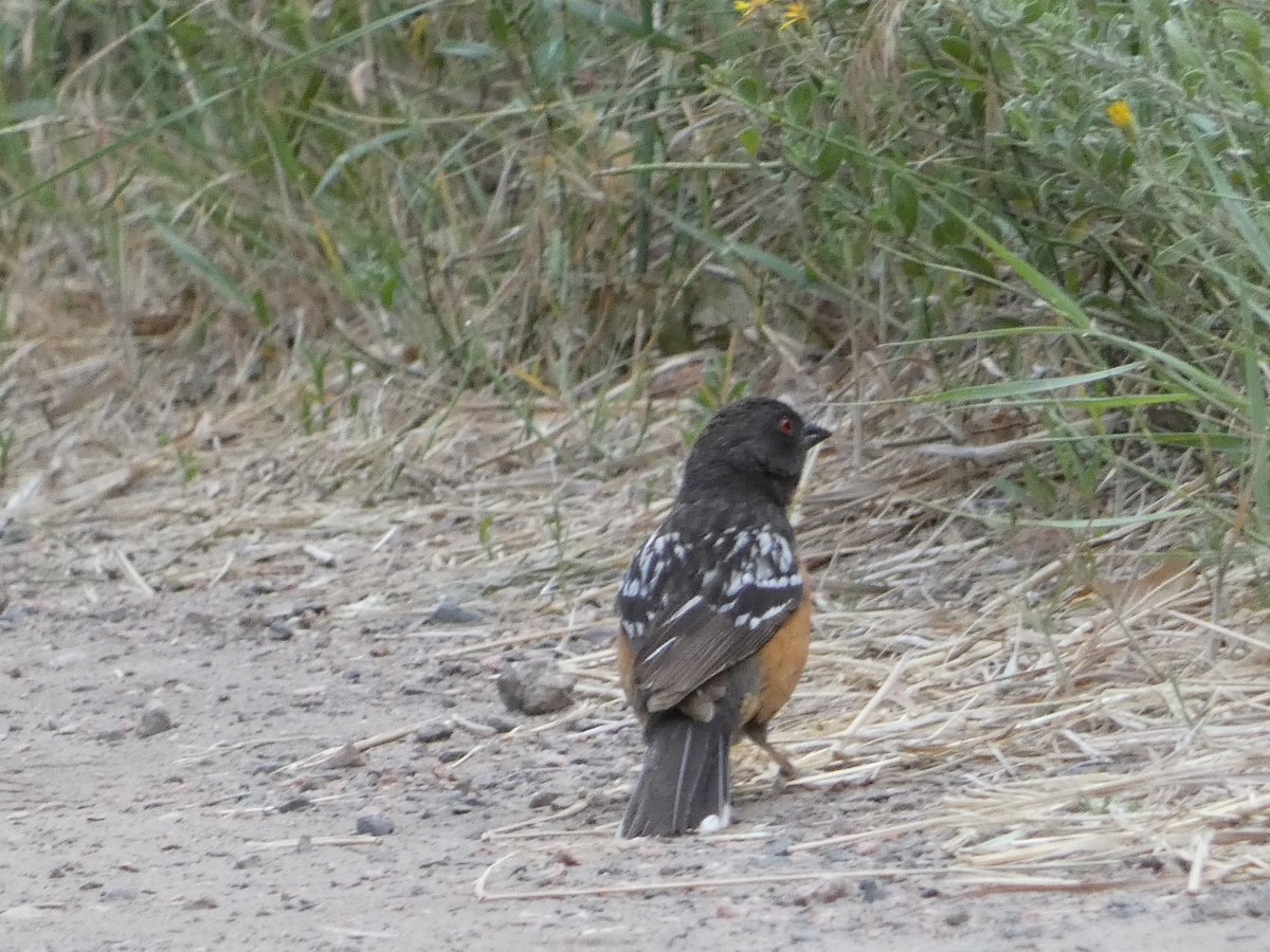 Spotted Towhee - ML621253216