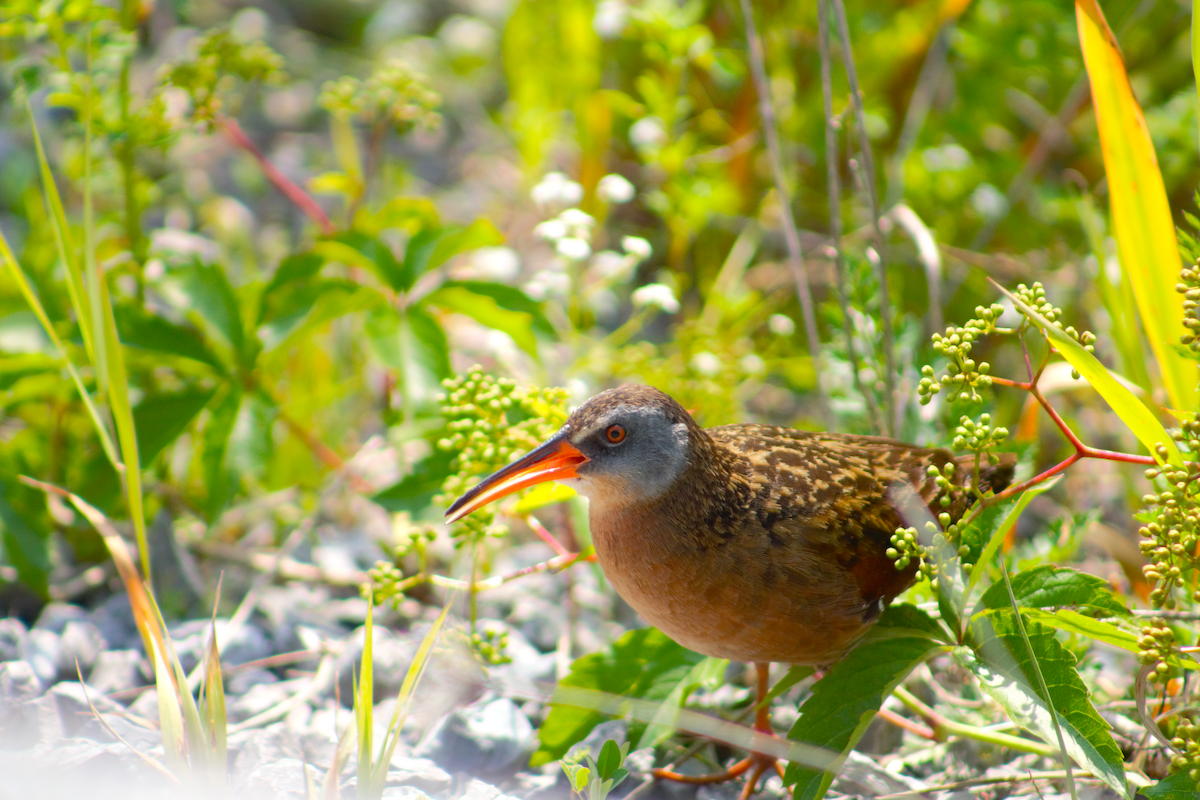 Virginia Rail - ML621253223