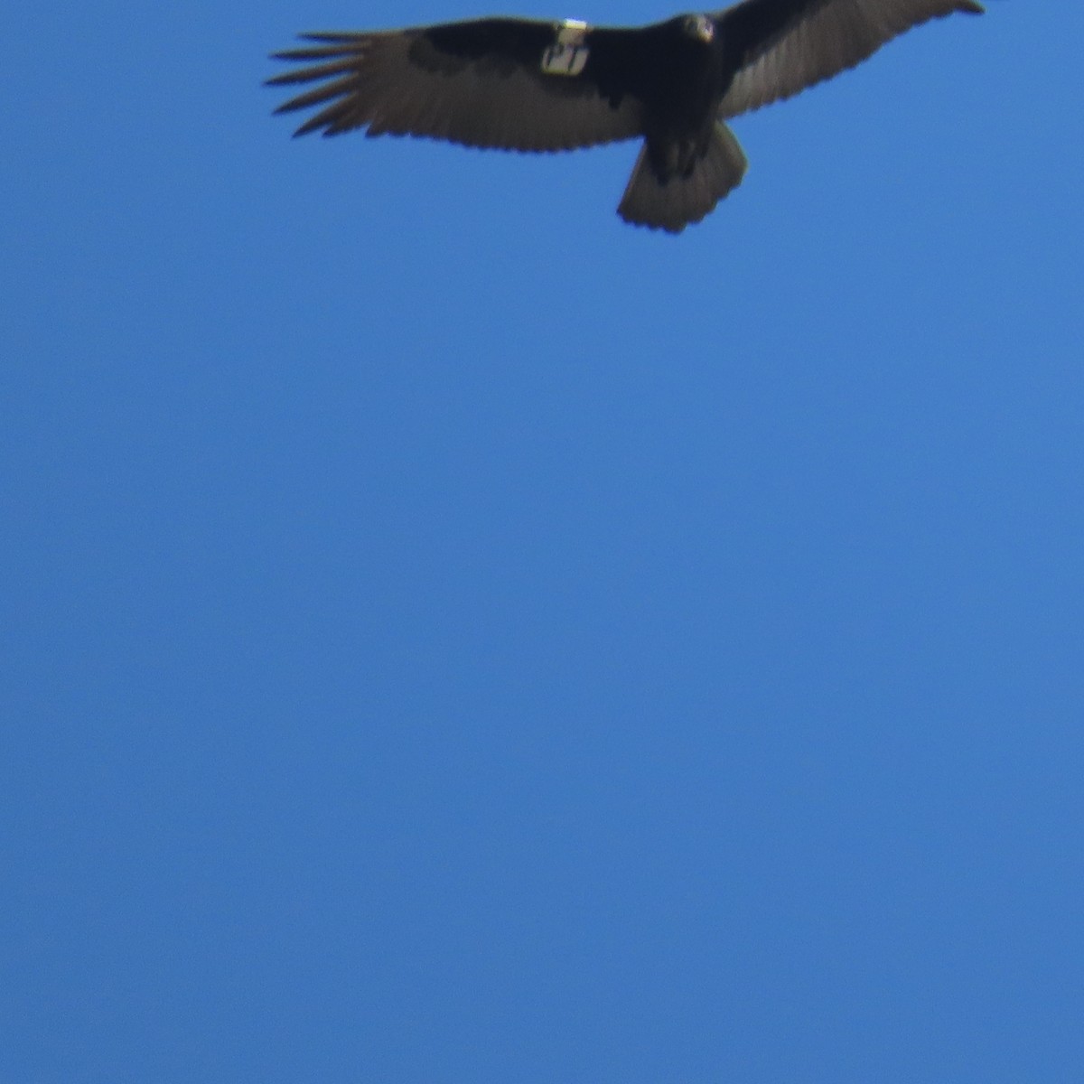 Turkey Vulture - ML621253302