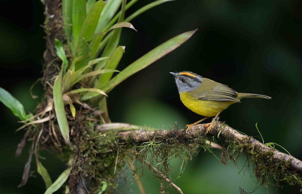 Russet-crowned Warbler - Luis R Figueroa