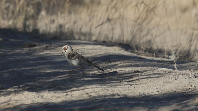 Toygar Serçesi - ML621253384