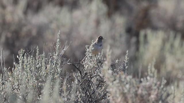 Toygar Serçesi - ML621253385