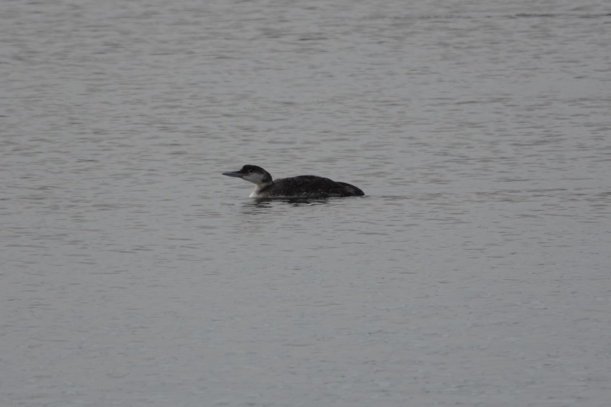 Common Loon - ML621253389