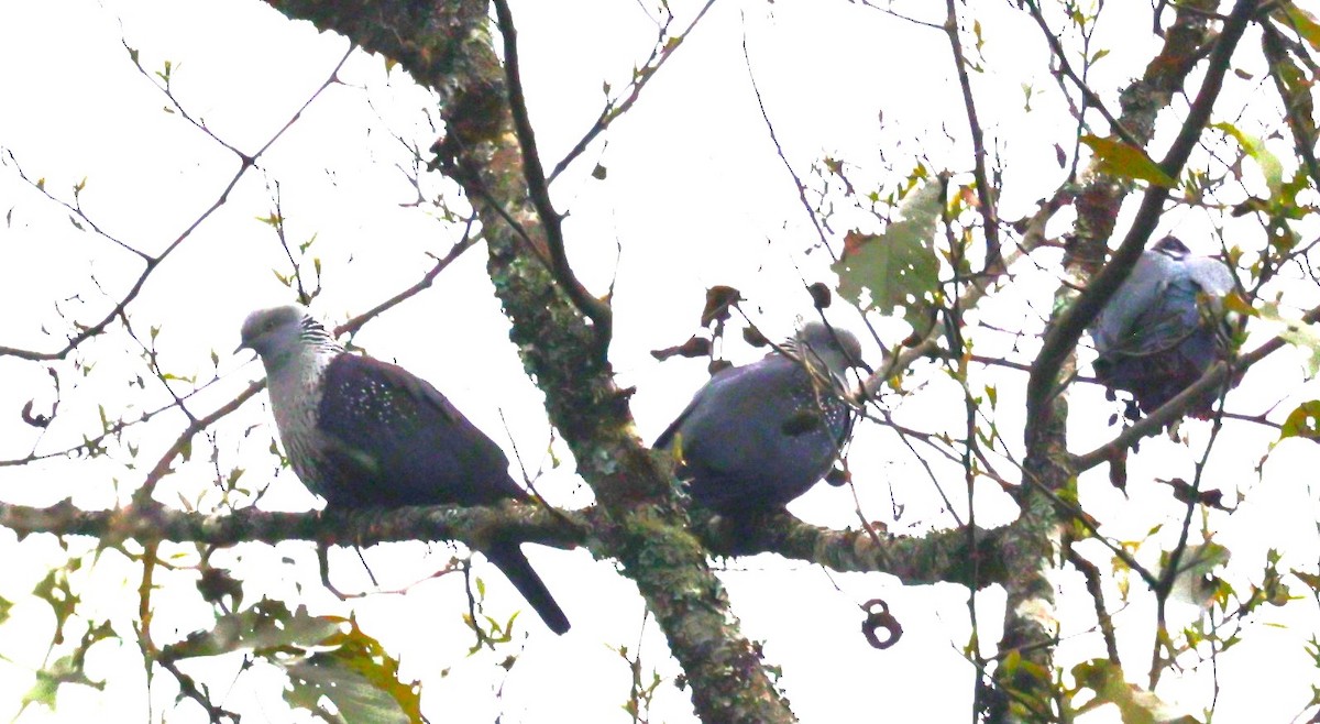 Speckled Wood-Pigeon - ML621253394