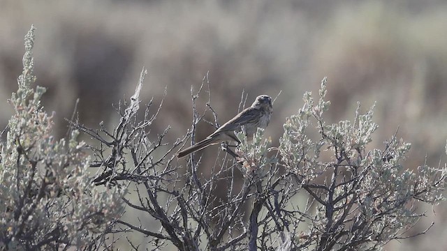 Sagebrush Sparrow - ML621253400