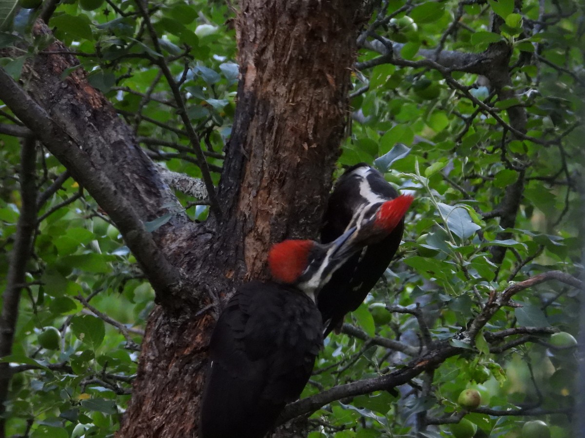 Pileated Woodpecker - ML621253408