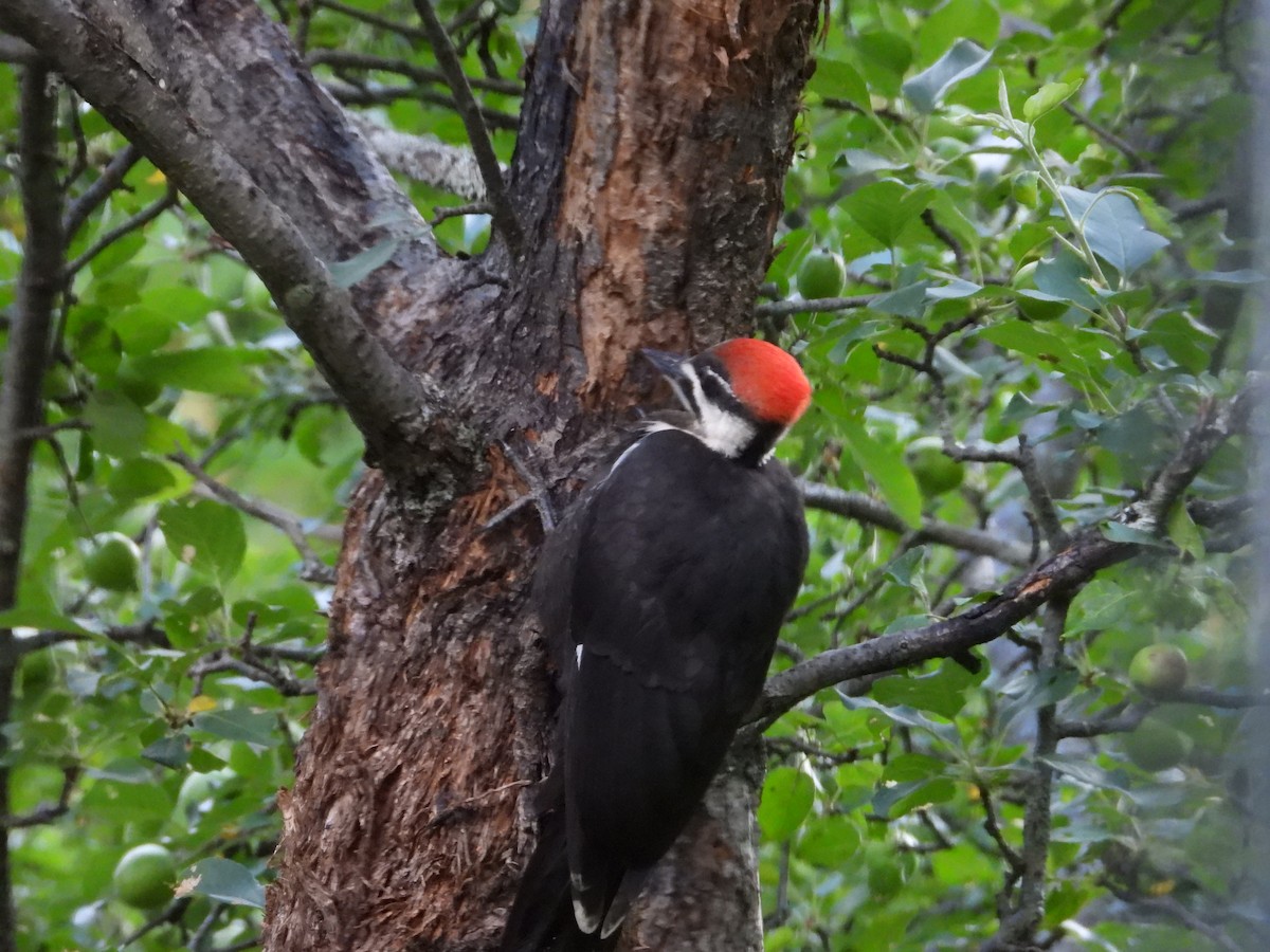 Pileated Woodpecker - ML621253409