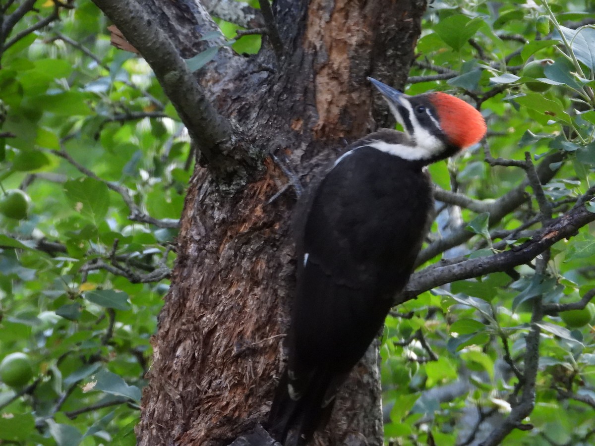 Pileated Woodpecker - ML621253410