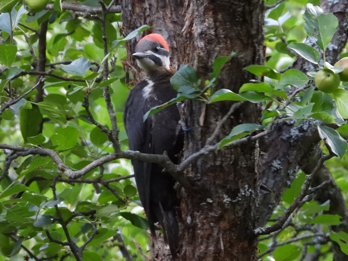 Pileated Woodpecker - ML621253411