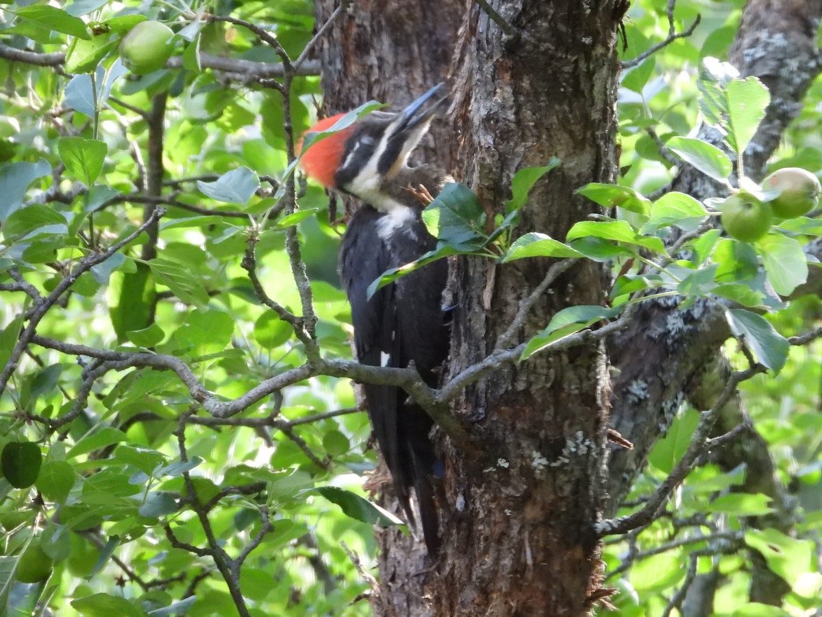 Pileated Woodpecker - ML621253412