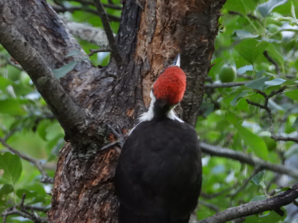 Pileated Woodpecker - ML621253413