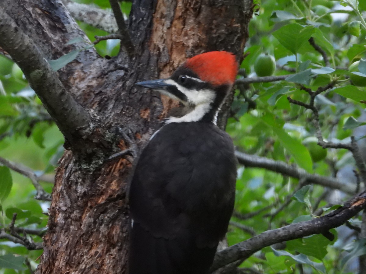 Pileated Woodpecker - ML621253414
