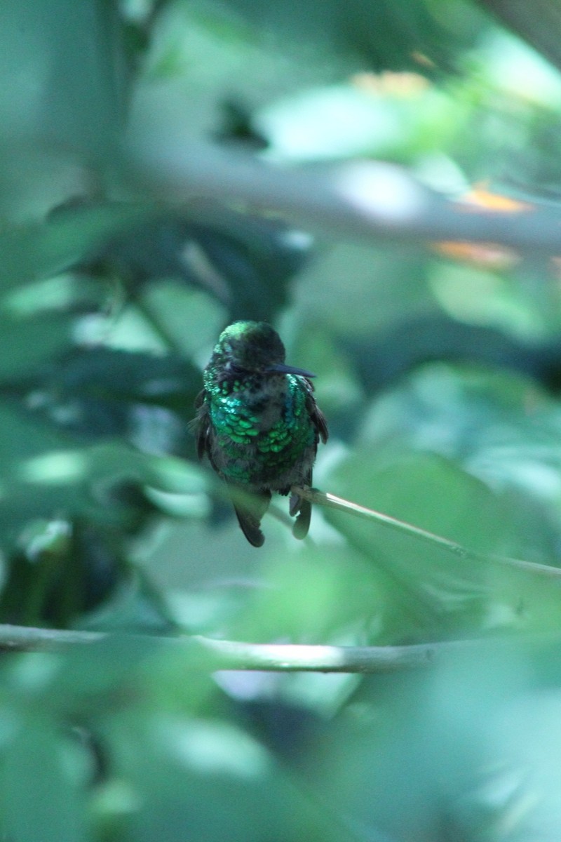 Golden-crowned Emerald - ML621253467