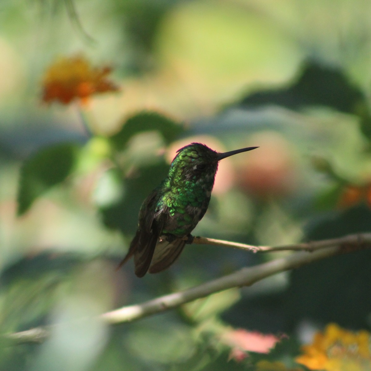 Golden-crowned Emerald - ML621253468