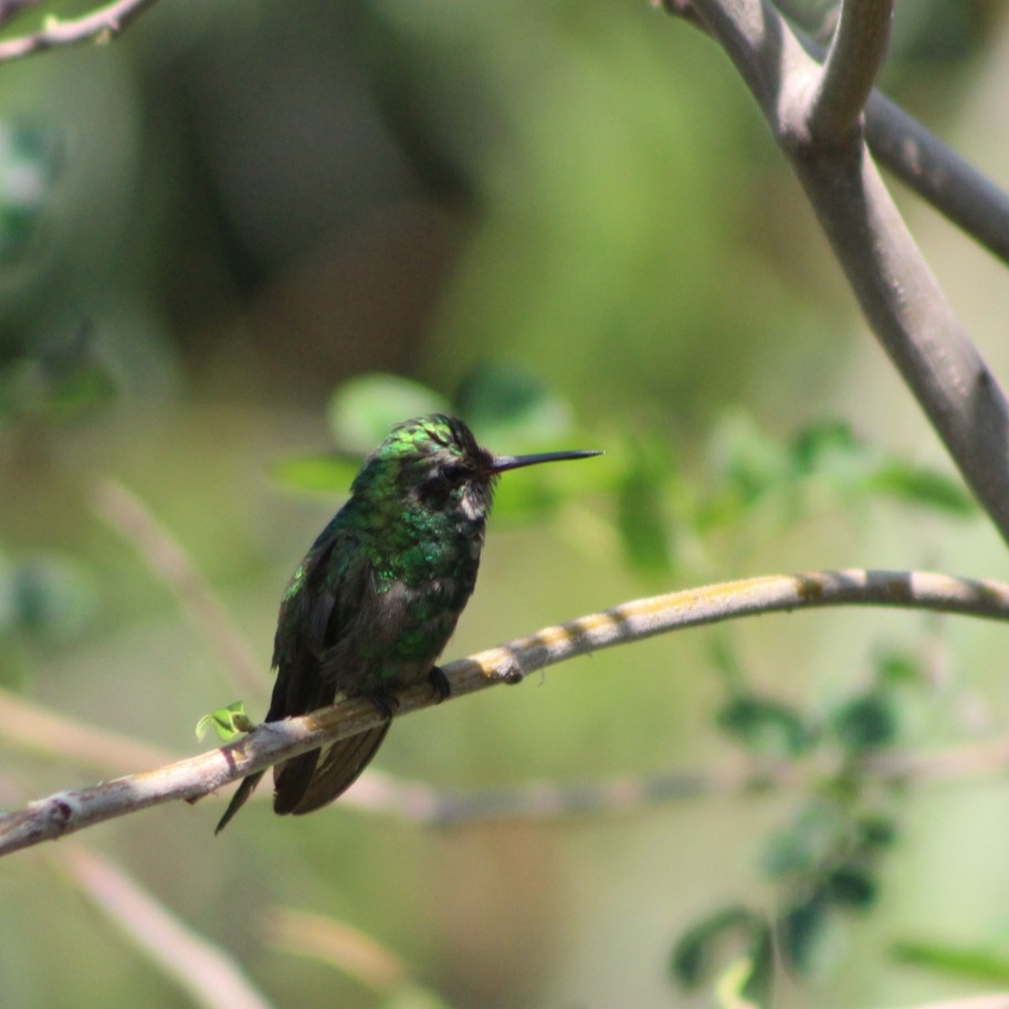 Golden-crowned Emerald - ML621253469