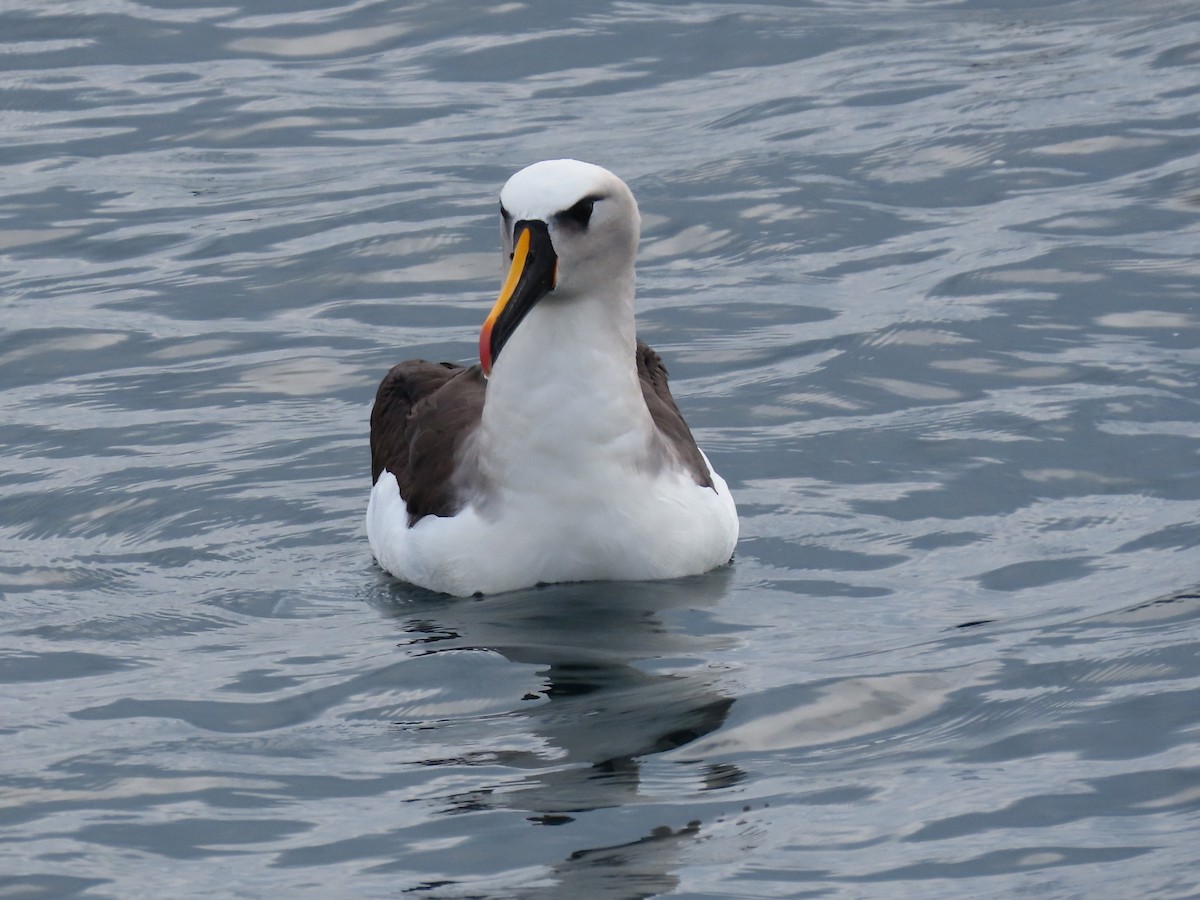 albatros pestrozobý - ML621253510