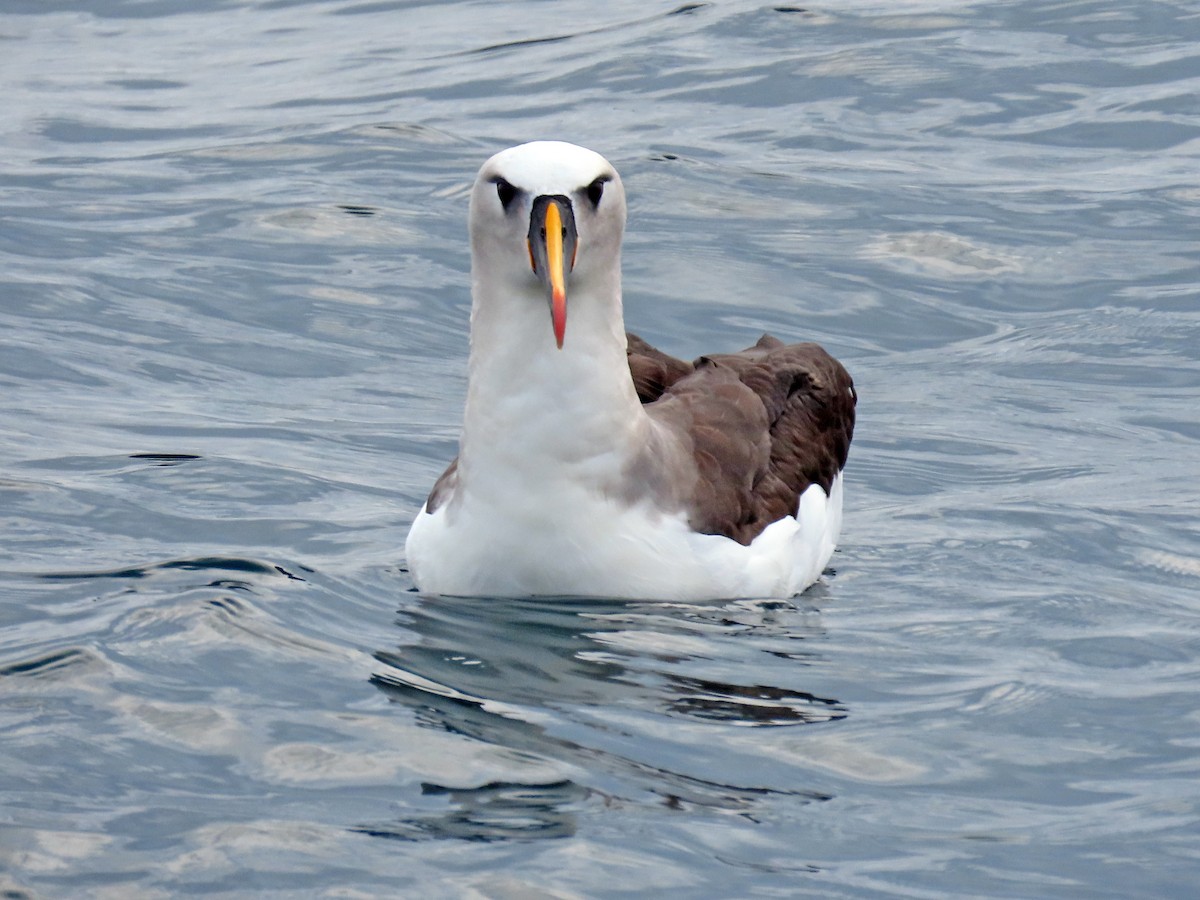 albatros pestrozobý - ML621253519