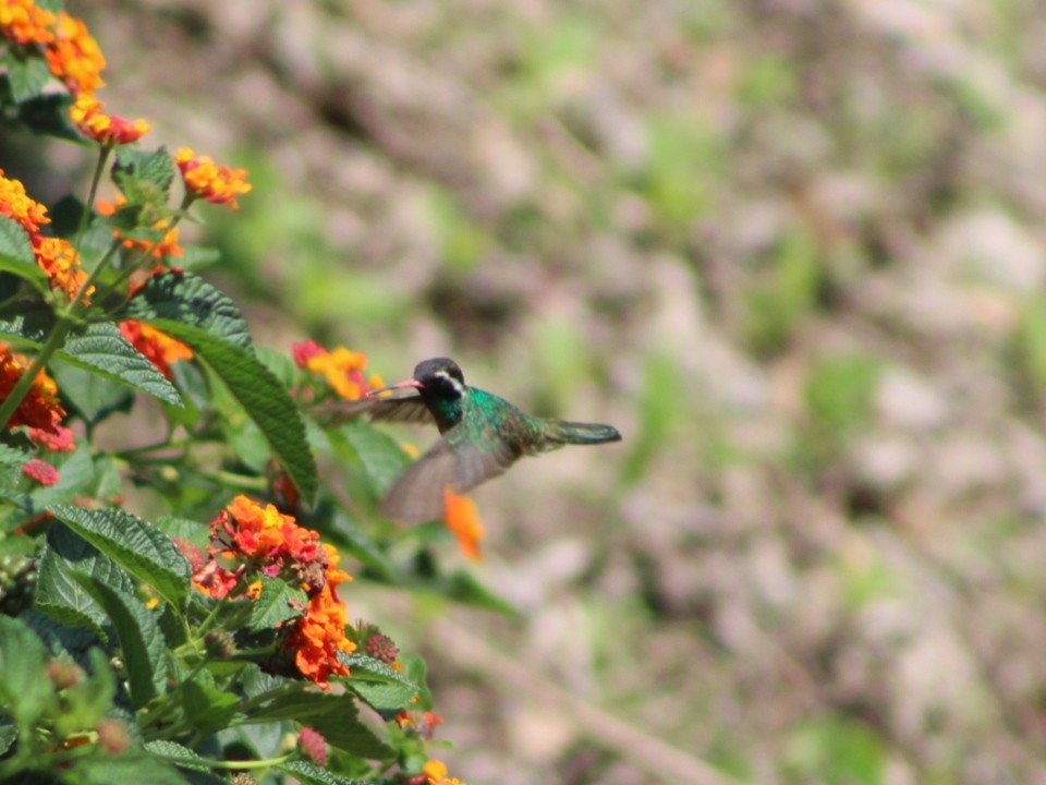 kolibřík bělouchý - ML621253533