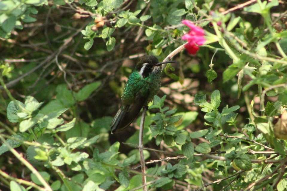 White-eared Hummingbird - ML621253534