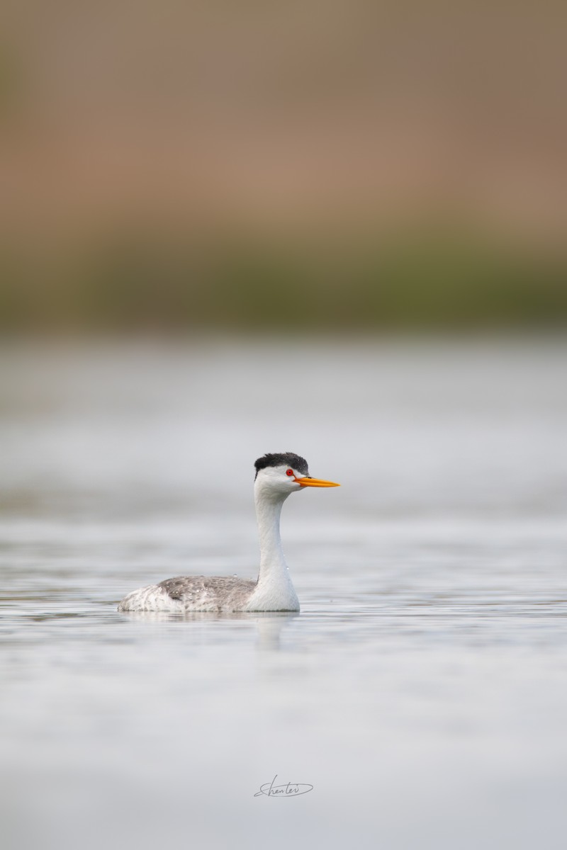 Clark's Grebe - Chen Lei