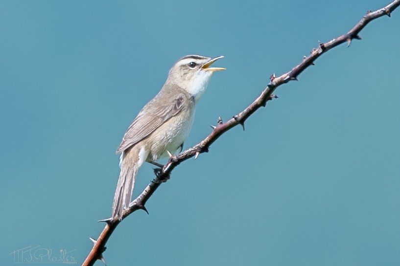 Black-browed Reed Warbler - ML621253605