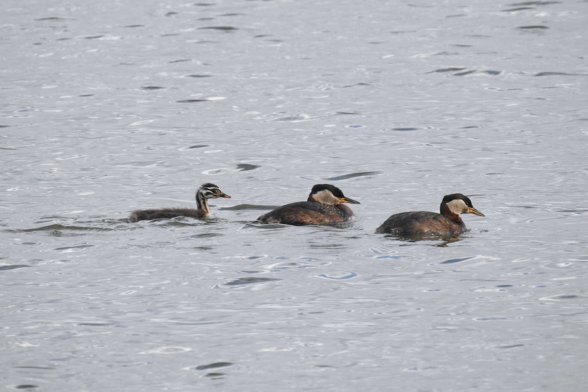 Red-necked Grebe - ML621253608