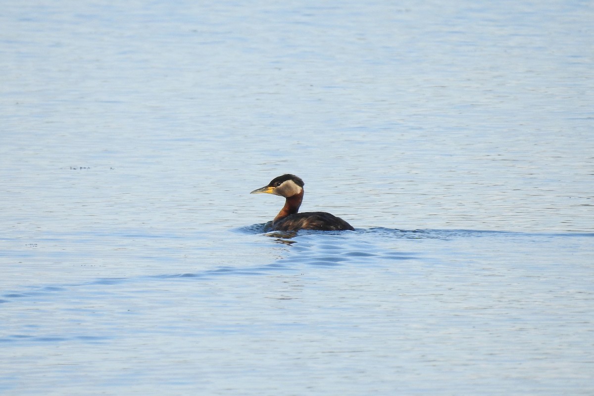 Red-necked Grebe - ML621253609
