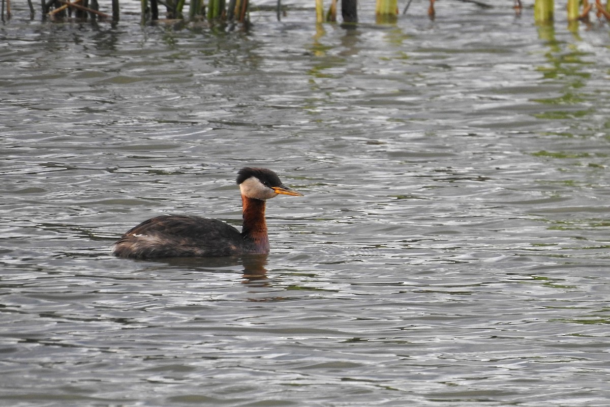 Red-necked Grebe - ML621253610