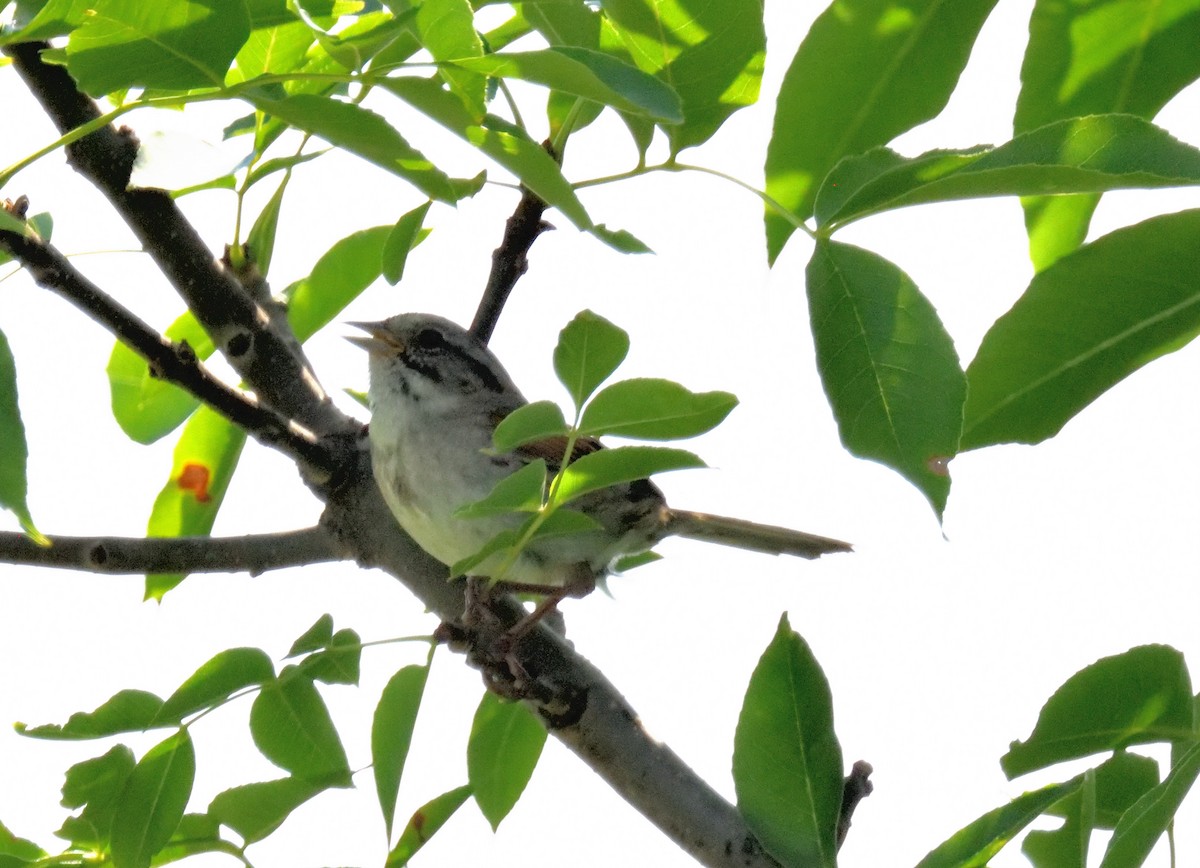 Swamp Sparrow - ML621253611