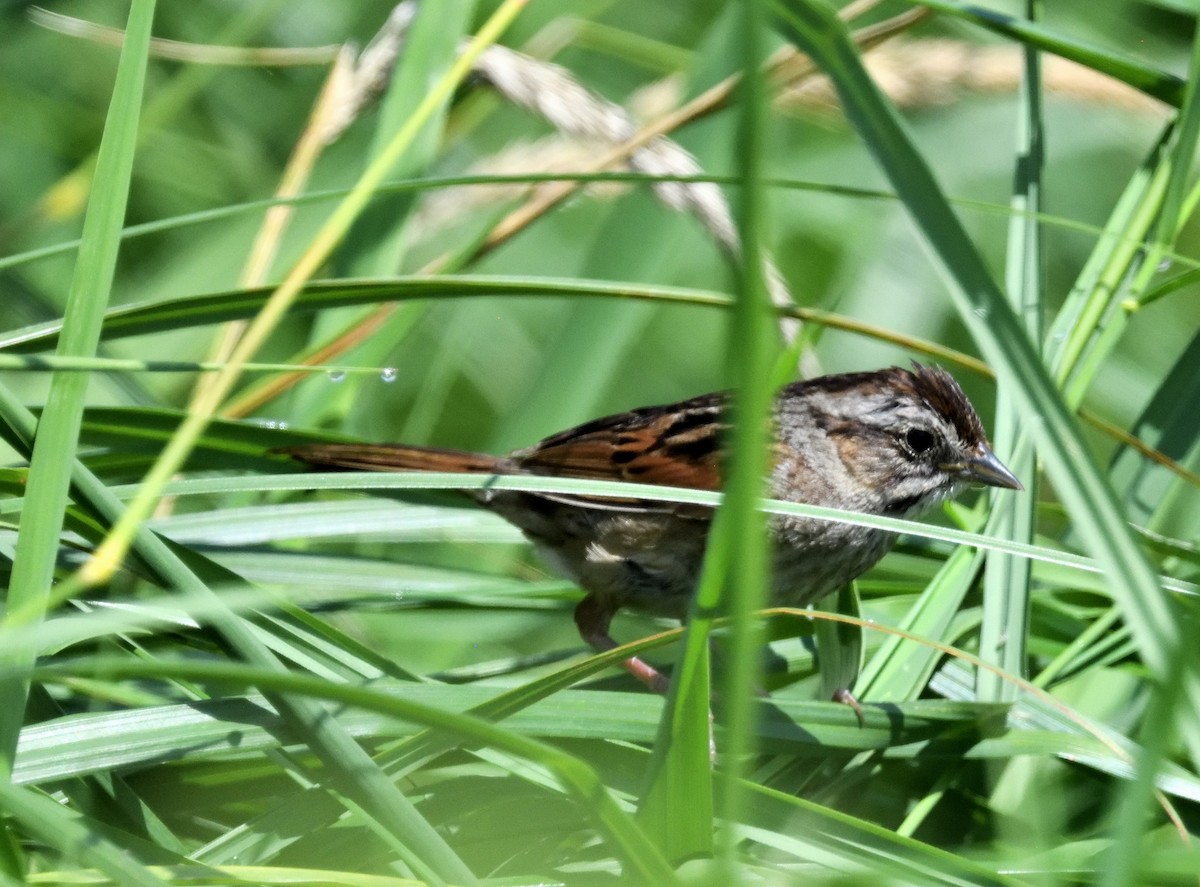 Swamp Sparrow - ML621253621