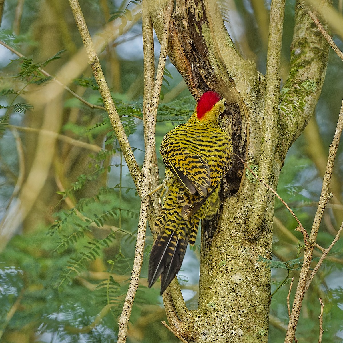 Green-barred Woodpecker - ML621253627
