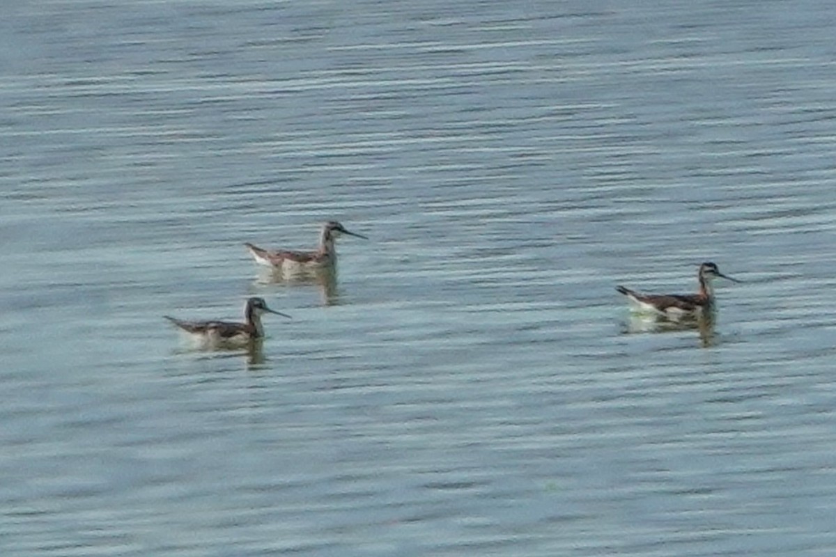 Wilson's Phalarope - ML621253652