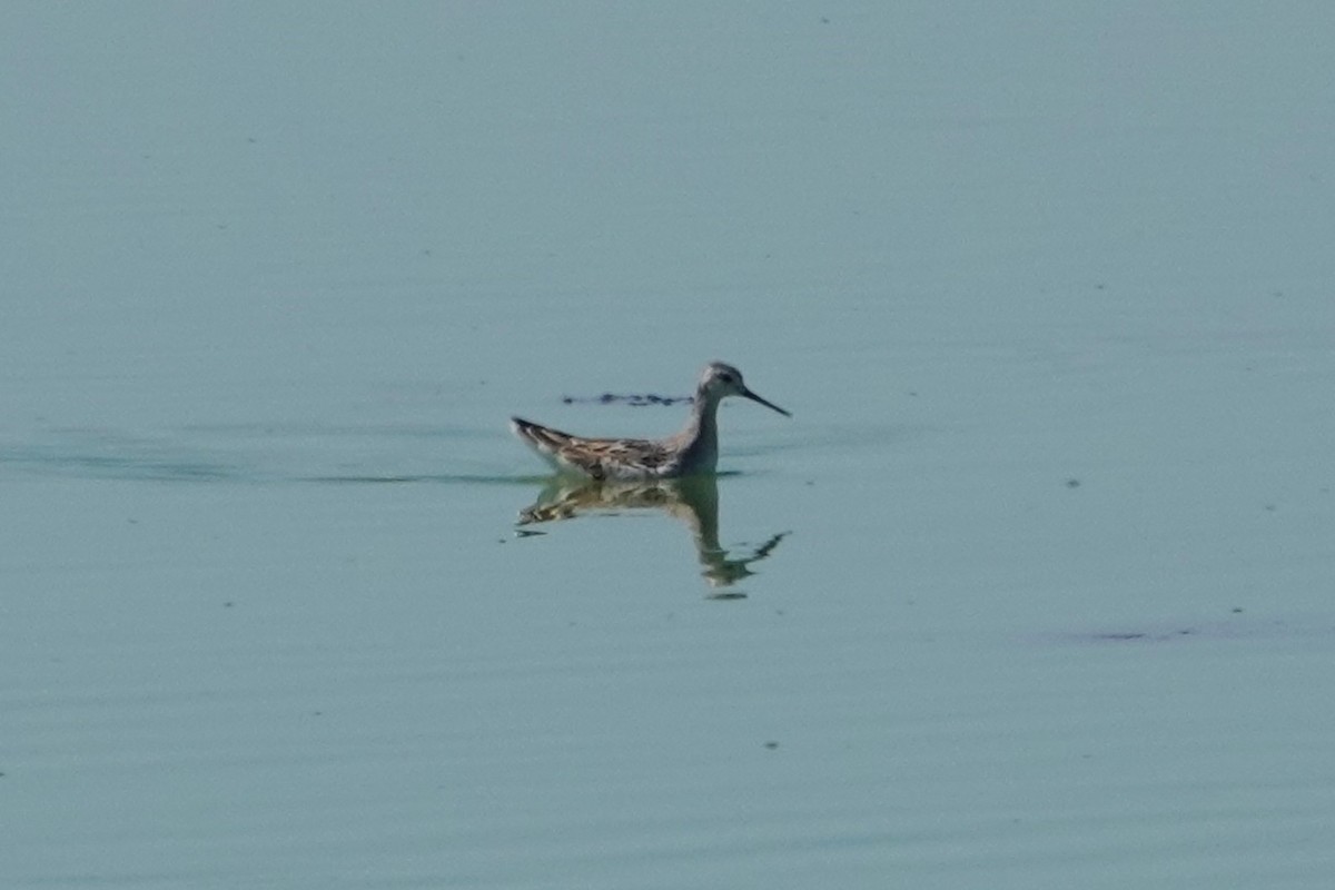 Wilson's Phalarope - Melissa Johnson