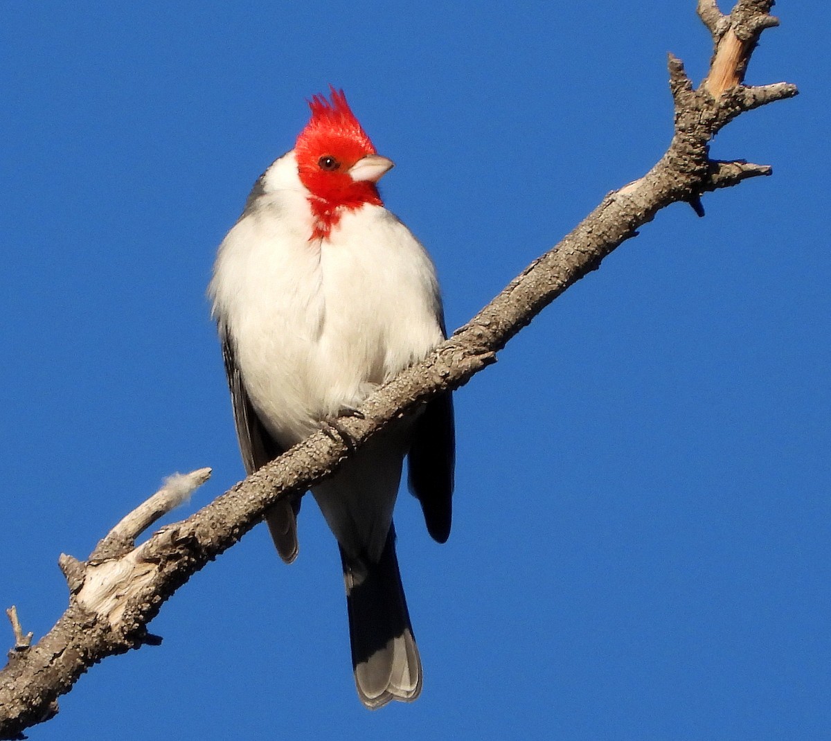 Red-crested Cardinal - ML621253703