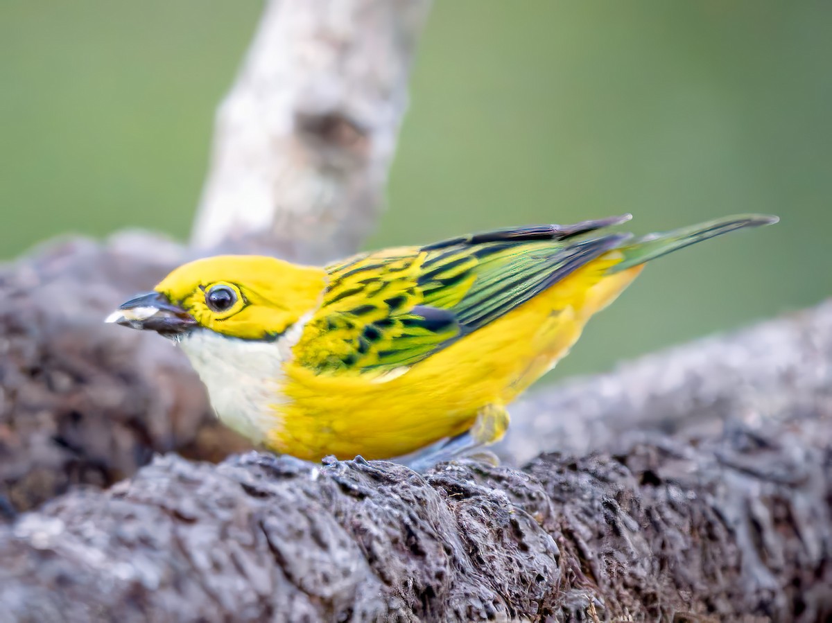 Silver-throated Tanager - ML621253724