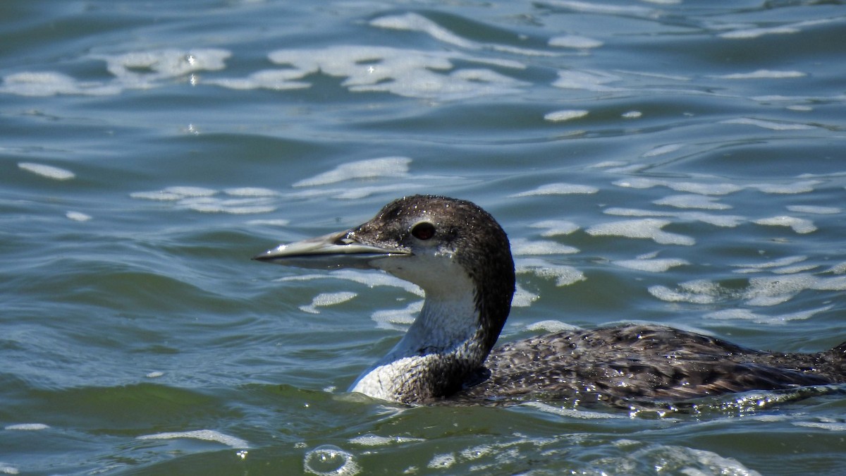 Common Loon - ML621253771